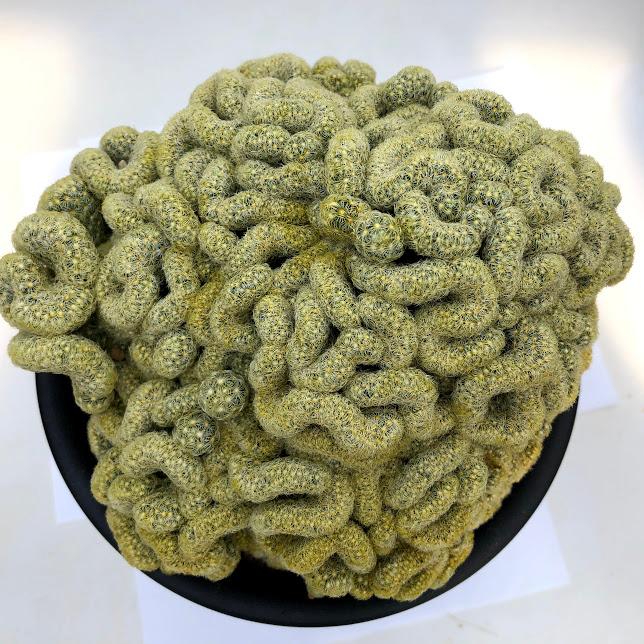 サボテン：マミラリア 金手毬 綴化*幅17cm 現品 一品限り : 遊恵盆栽