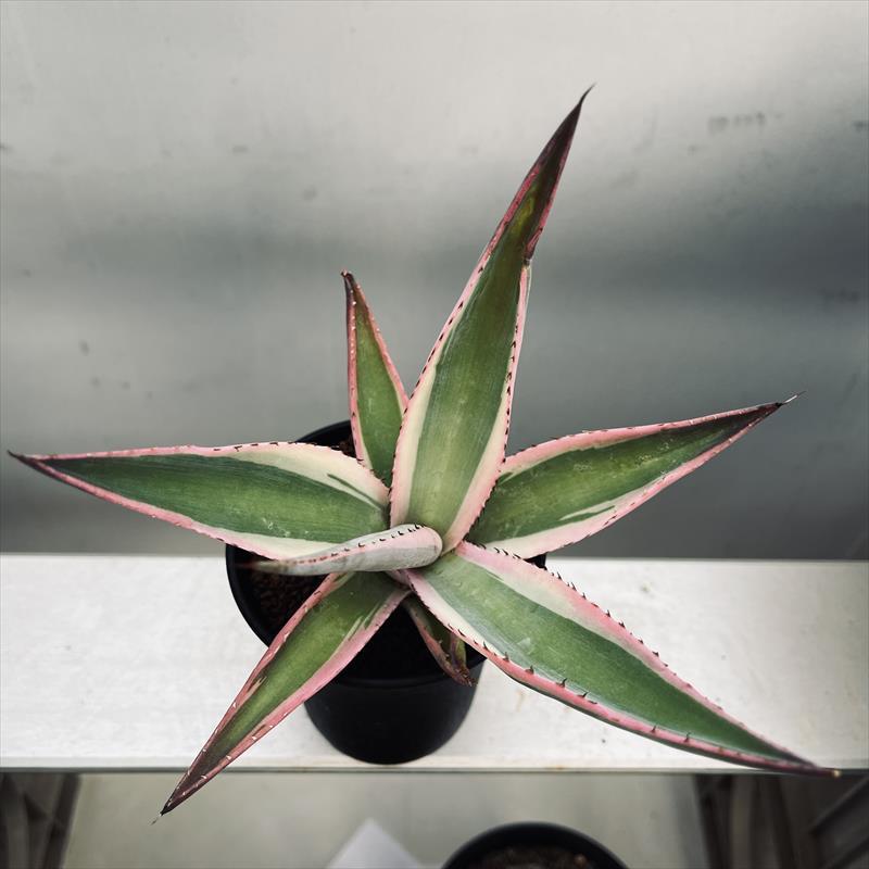 多肉植物：アガベ グイエンゴラ錦 覆輪*S 幅14cm ※お届け時に葉が