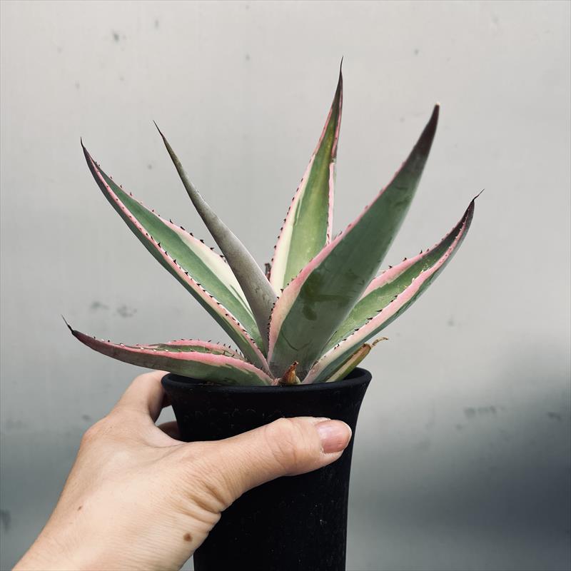 多肉植物：アガベ グイエンゴラ錦 覆輪*S 幅14cm ※お届け時に葉が