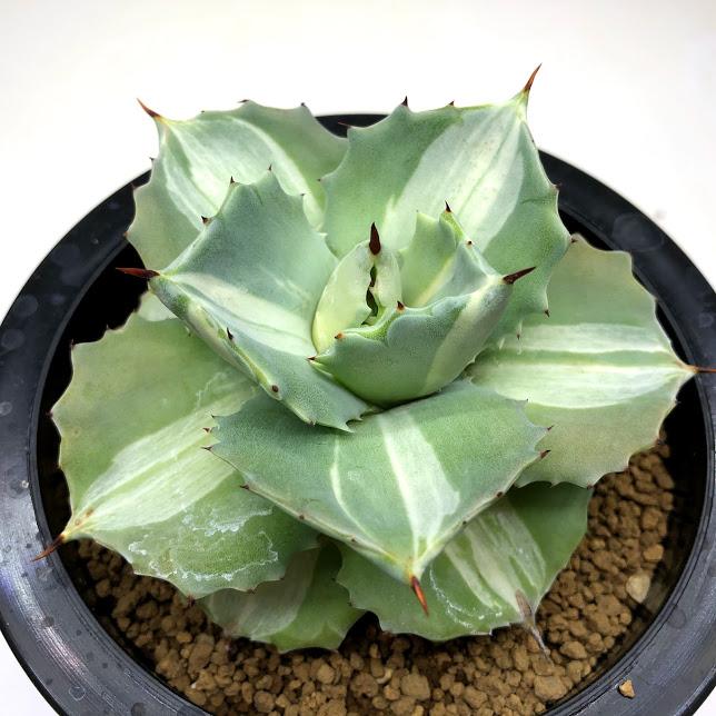 多肉植物 アガベ 王妃雷神 白中斑 L 幅9ｃｍ Sv 遊恵盆栽 Yahoo 店 通販 Yahoo ショッピング