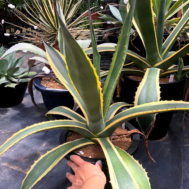 多肉植物 アガベ サルミアナ バターフィンガーズ 幅60ｃｍ 現品 一品限り Sv 遊恵盆栽 Yahoo 店 通販 Yahoo ショッピング