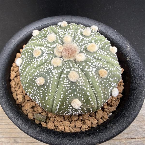 サボテン アストロフィツム 兜丸 送料無料激安祭 M 幅4 5ｃｍ