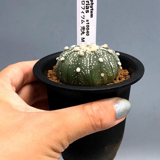 サボテン アストロフィツム 兜丸 送料無料激安祭 M 幅4 5ｃｍ