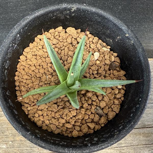 多肉植物：アガベ アルボピロサ*S 幅4.5cm ☆赤松実生 : 遊恵盆栽