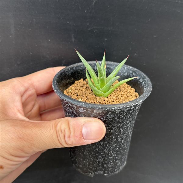 多肉植物：アガベ アルボピロサ*S 幅4.5cm ☆赤松実生 : 遊恵盆栽