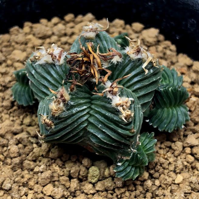 レア サボテン アズテキウム 紅籠 接ぎ木 4号ブラックポット レア サボテン アズテキウム 紅籠 接ぎ木 4号ブラックポット 希少な