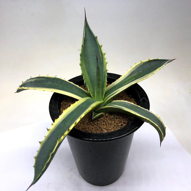 多肉植物 アガベ サルミアナ バターフィンガーズ 幅ｃｍ 現品 一品限り Sv 遊恵盆栽 Yahoo 店 通販 Yahoo ショッピング