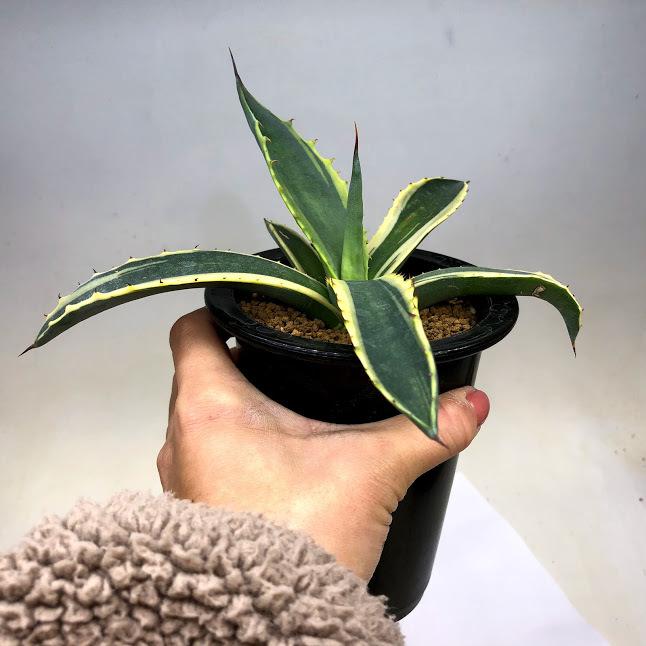 多肉植物 アガベ サルミアナ バターフィンガーズ 幅ｃｍ 現品 一品限り Sv 遊恵盆栽 Yahoo 店 通販 Yahoo ショッピング