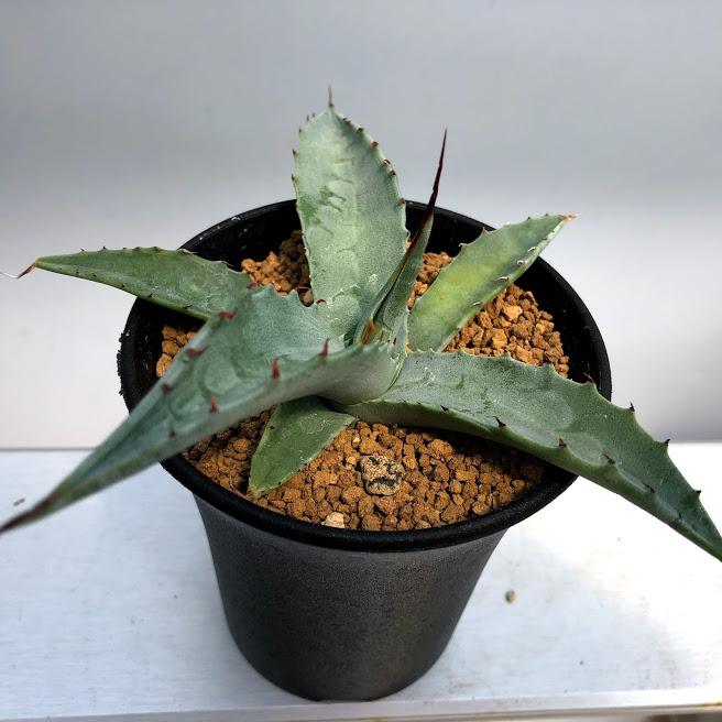 多肉植物:アガベ オバティフォリア 実生*幅14cm : 遊恵盆栽 多肉植物:アガベ オバティフォリア 実生*幅14cm : 遊恵盆栽
