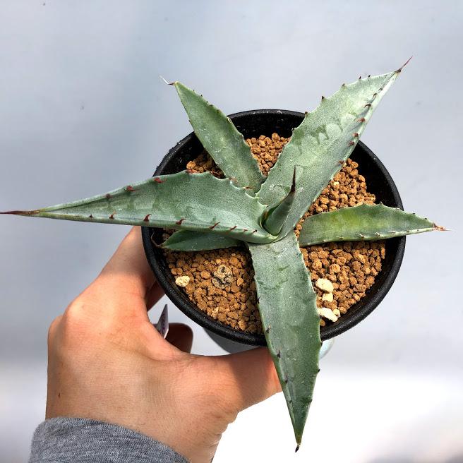 多肉植物：アガベ オバティフォリア 実生*幅14cm : 遊恵盆栽 Yahoo