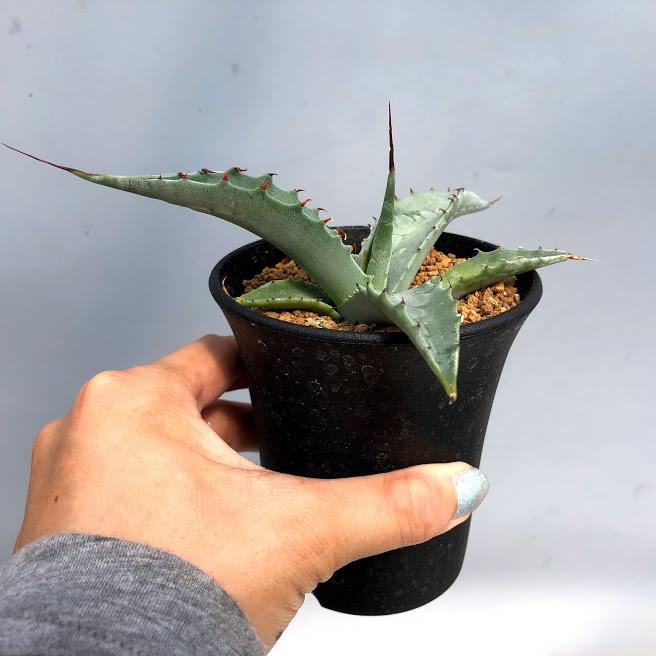 多肉植物:アガベ オバティフォリア 実生*幅14cm : 遊恵盆栽 多肉植物:アガベ オバティフォリア 実生*幅14cm : 遊恵盆栽