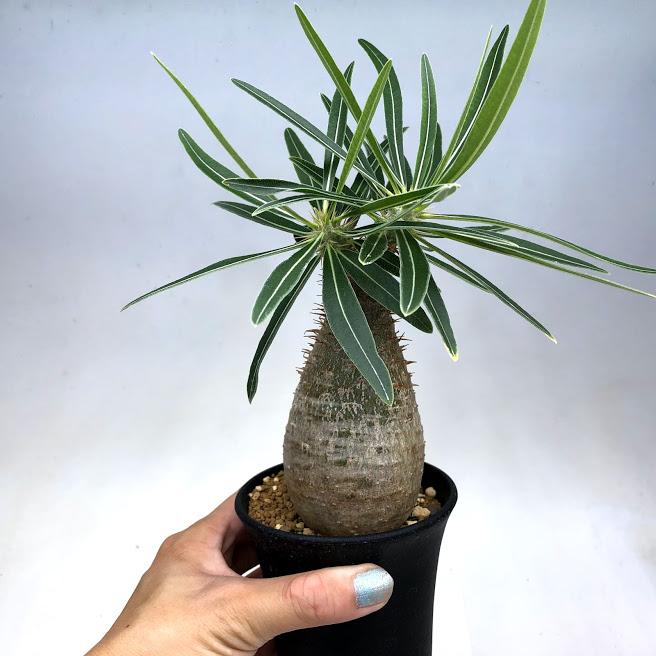 即納最大半額 コーデックス パキポディウム グラキリス 実生 塊根幅4ｃｍ 現品 一品限り 数量は多 Ignitegospelchoir Org