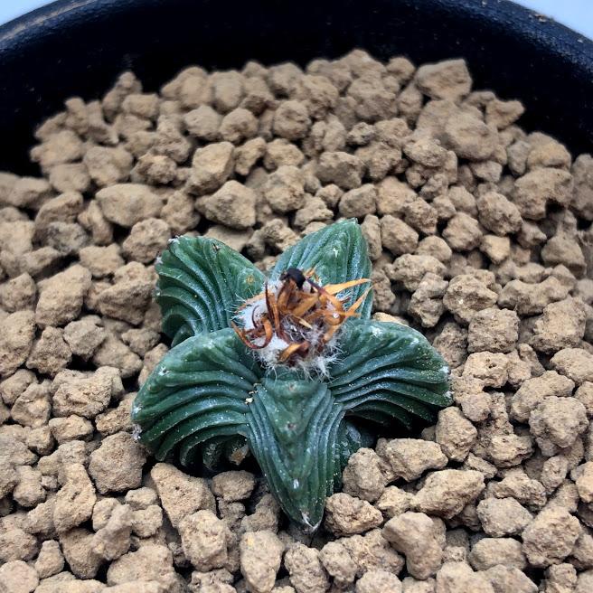 サボテン：アズテキウム 紅籠（べにかご）自根*幅2cm 現品 一品限り