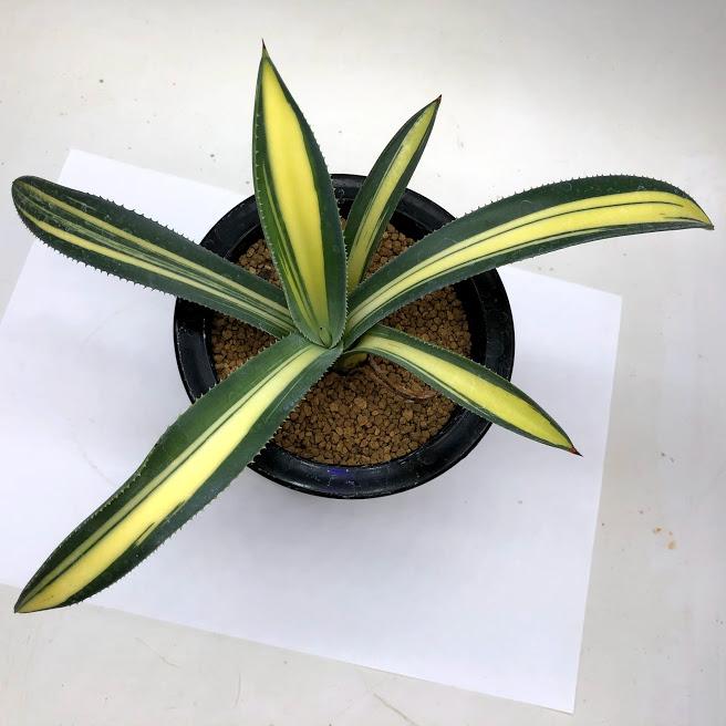 多肉植物:アガベ オーレア錦 黄中斑*幅22cm : 遊恵盆栽 Yahoo 多肉植物:アガベ オーレア錦 黄中斑*幅22cm : 遊恵盆栽 Yahoo