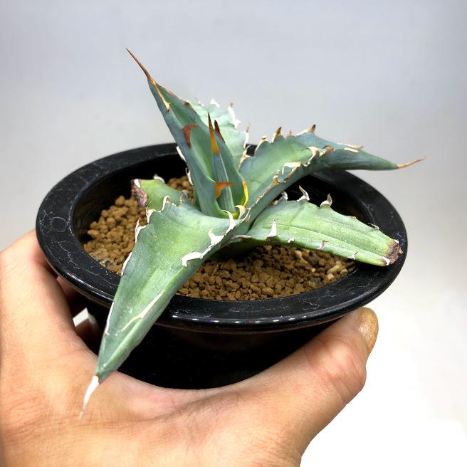 多肉植物：アガベ キシロナカンサ ブルー 酒呑童子*幅15cm 現品