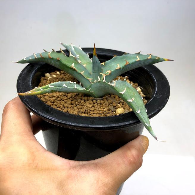 多肉植物：アガベ キシロナカンサ ブルー 酒呑童子*幅13cm
