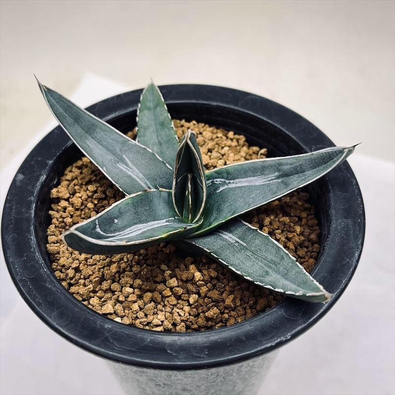 アガベ 笹吹雪 5苗 アガベ ニッケルシー 笹吹雪 アガベ ニッケルシー