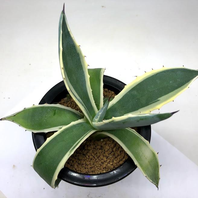 摘芯株　ノーブルレッド錦　、キュービックフロスティ錦　覆輪、ロンギシマ錦　他 2025年最新】キュービックフロスティ錦の人気アイテム - メルカリ