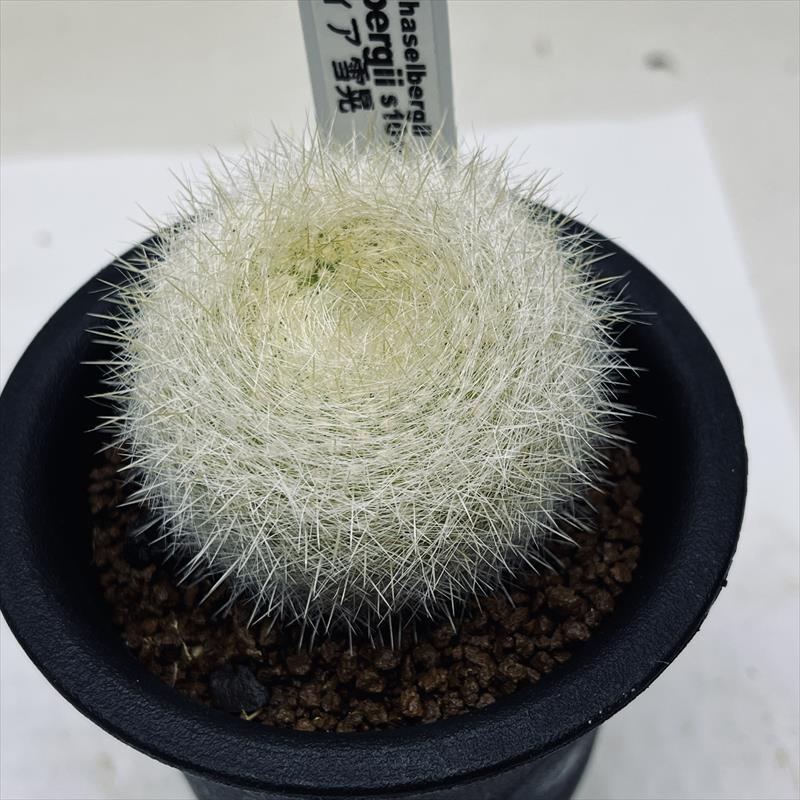 サボテン パロディア 雪晃 幅3 5cm Sv 遊恵盆栽 Yahoo 店 通販 Yahoo ショッピング