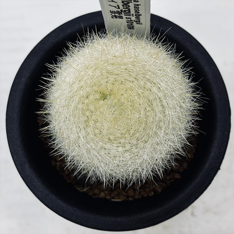 サボテン：パロディア 雪晃*幅5cm : 遊恵盆栽 Yahoo!店 - 通販 - Yahoo