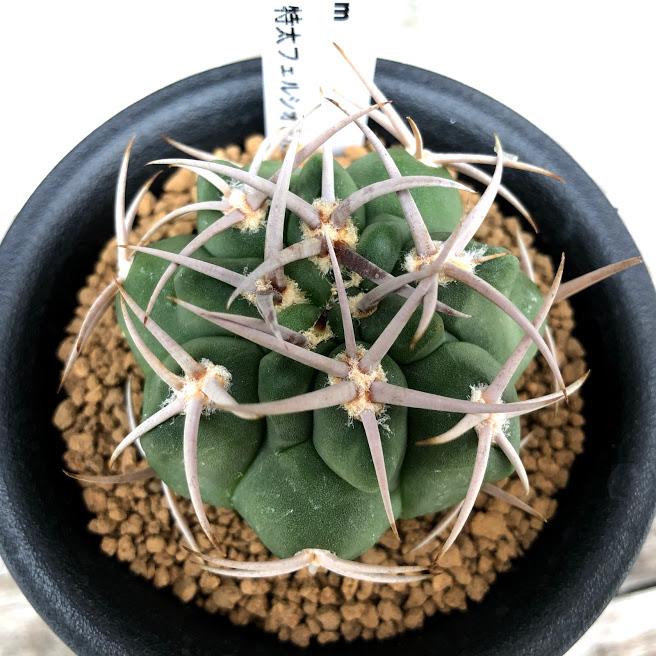 サボテン：ギムノカリキウム 特太刺フェルシオール 実生*幅5cm 現品