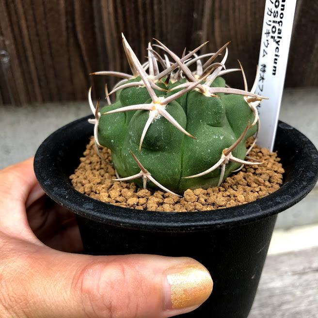 サボテン：ギムノカリキウム 特太刺フェルシオール 実生*幅5cm 現品