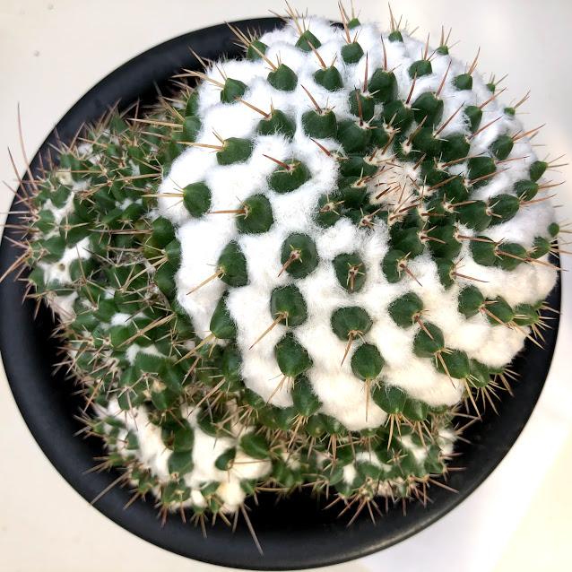 サボテン：マミラリア ブカレンシス*幅15cm 現品 一品限り : 遊恵
