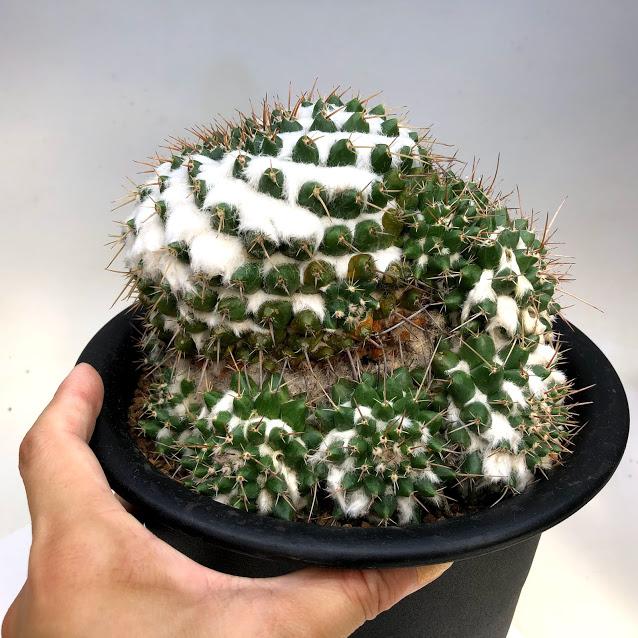 サボテン：マミラリア ブカレンシス*幅15cm 現品 一品限り : 遊恵