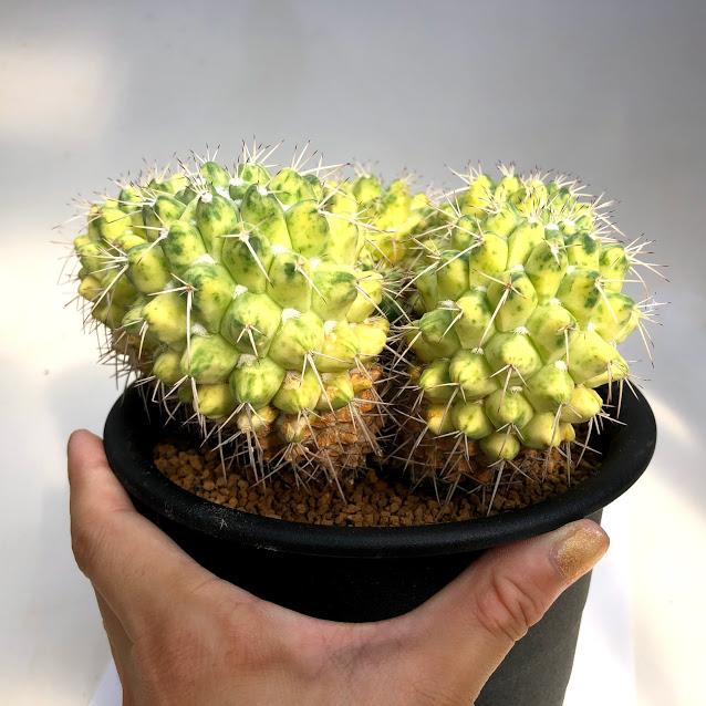 サボテン：マミラリア ブカレンシス錦*幅16cm 現品 一品限り : 遊恵