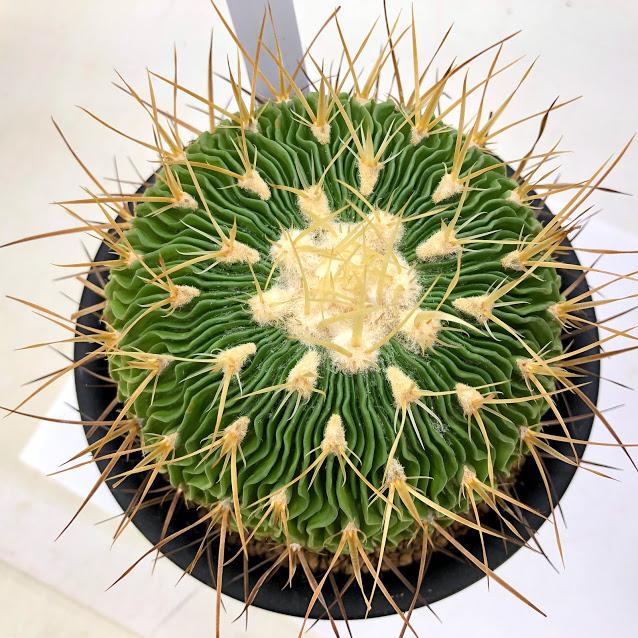 サボテン：エキノフォスロカクタス 千波万波*幅10cm 現品！一品限り
