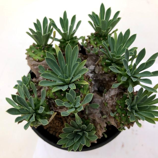 多肉植物 ユーフォルビア 峨眉山 葉幅10ｃｍ 現品 一品限り Sv 遊恵盆栽 Yahoo 店 通販 Yahoo ショッピング