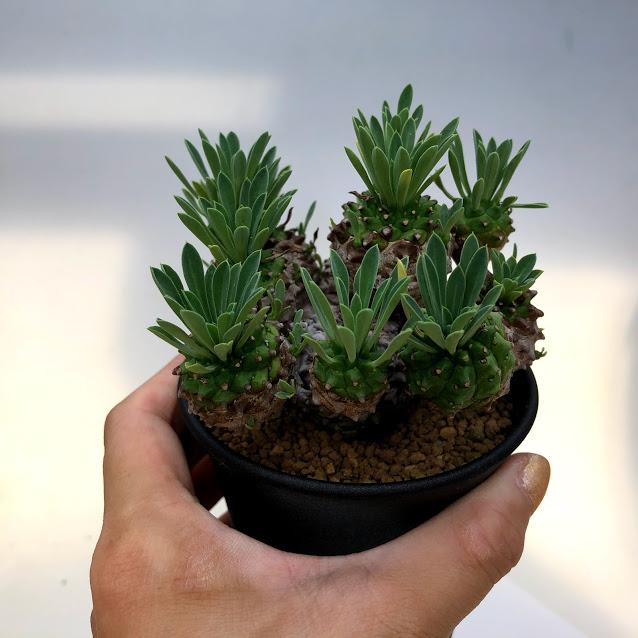 多肉植物 ユーフォルビア 峨眉山 葉幅10ｃｍ 現品 一品限り Sv 遊恵盆栽 Yahoo 店 通販 Yahoo ショッピング