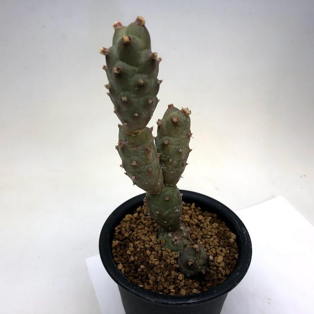 サボテン テフロカクタス アルティクラトゥス 刺無し 幅5ｃｍ 現品 一品限り Sv 遊恵盆栽 Yahoo 店 通販 Yahoo ショッピング