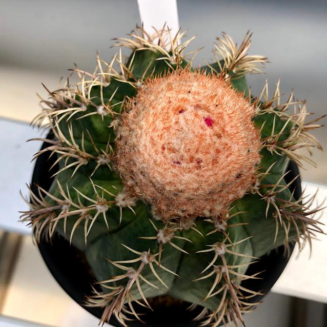 サボテン：メロカクタス マタンザナス 魔雲錦*幅11cm 現品！一品限り