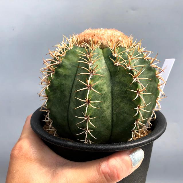 サボテン：メロカクタス マタンザナス 魔雲錦*幅11cm 現品！一品限り