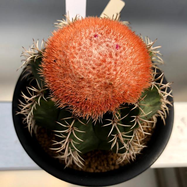 サボテン：メロカクタス マタンザナス 魔雲錦*幅9cm 現品！一品限り