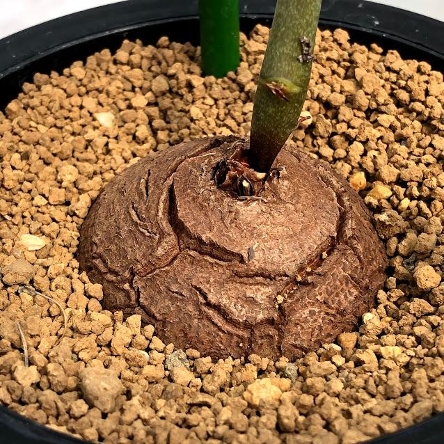 コーデックス アフリカ亀甲竜 塊根幅5 5ｃｍ 現品 一品限り Sv 遊恵盆栽 Yahoo 店 通販 Yahoo ショッピング