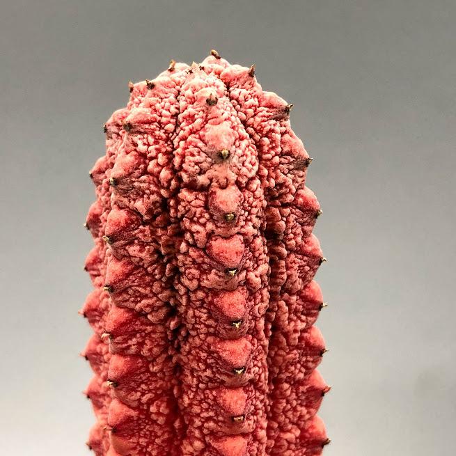 多肉植物：ユーフォルビア アブデルクリ錦 'ダマスク' ツギ*幅3cm