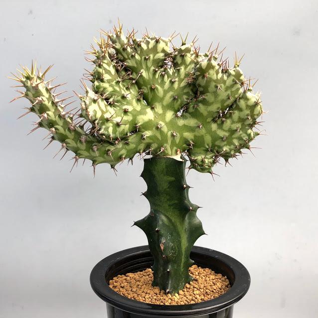 台座発根済みユーフォルビア ホルウッディ