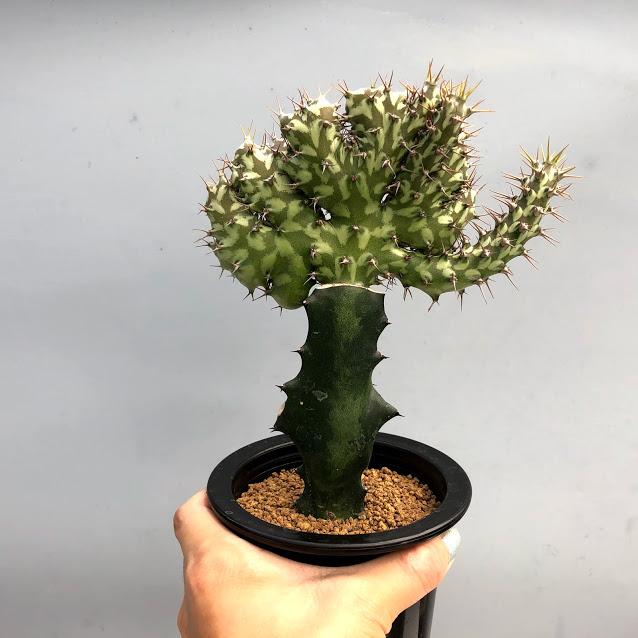 多肉植物：ユーフォルビア ホルウッディ 綴化 ツギ*幅14cm 現品