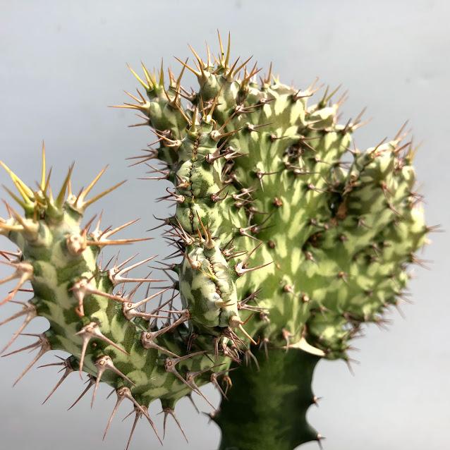 多肉植物：ユーフォルビア ホルウッディ 綴化 ツギ*幅14cm 現品