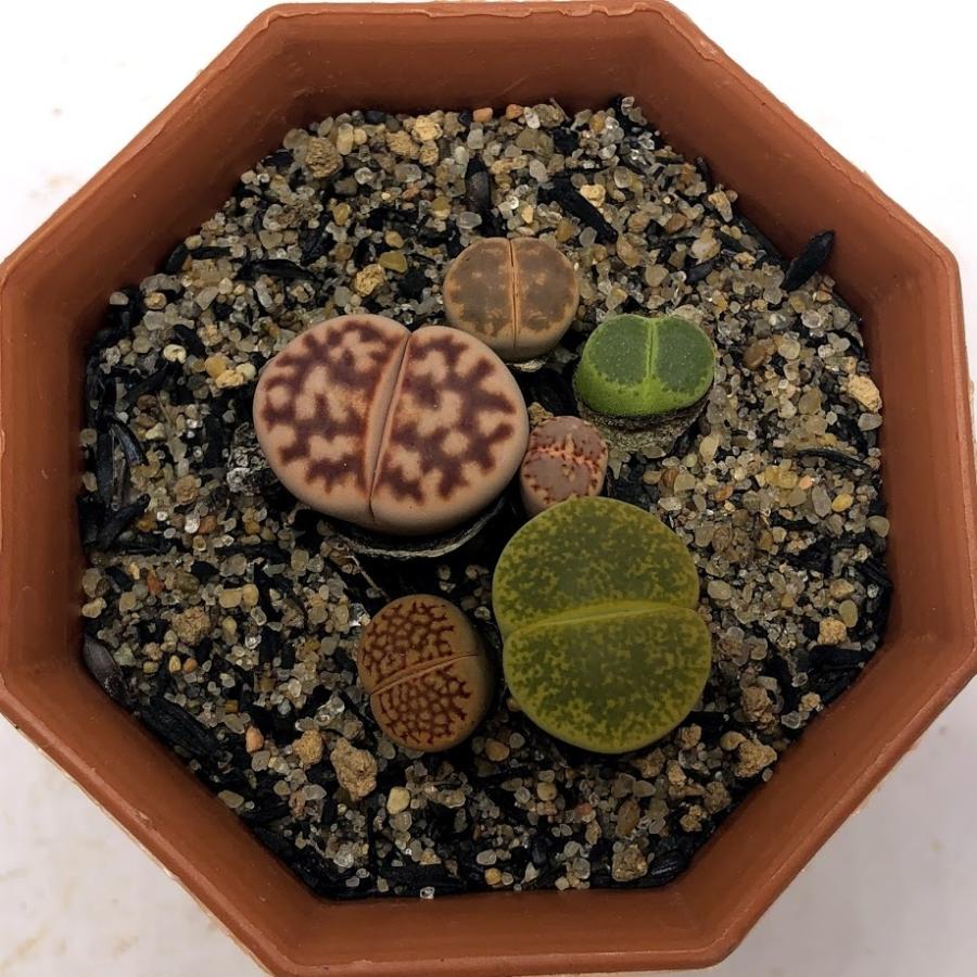 多肉植物：リトープス*品種はおまかせになります : 遊恵盆栽 Yahoo!店