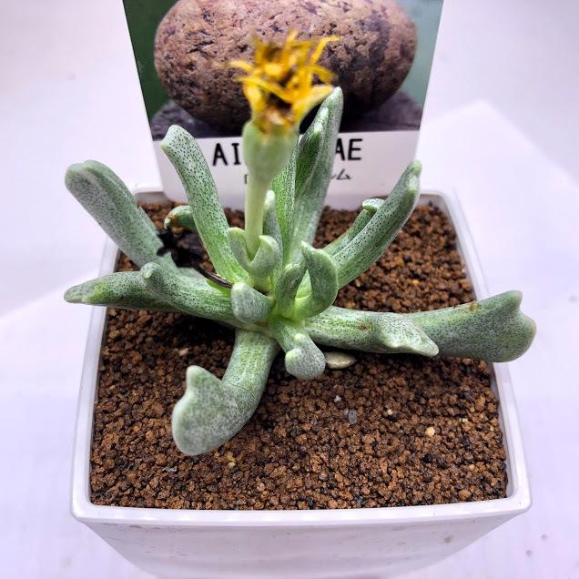 多肉植物 メセン ロンボフィルム 幅7ｃｍ Sv 遊恵盆栽 Yahoo 店 通販 Yahoo ショッピング