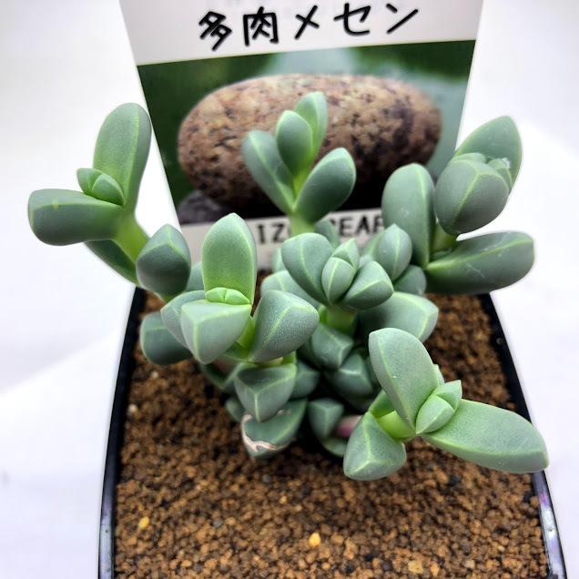 多肉植物 メセン コルプスクラリア 幅7ｃｍ Sv 遊恵盆栽 Yahoo 店 通販 Yahoo ショッピング