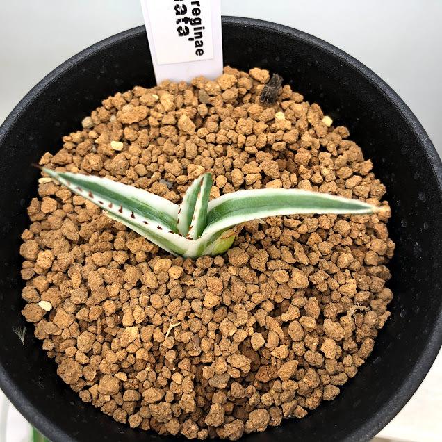 多肉植物：アガベ 氷山*幅5cm 現品！一品限り : 遊恵盆栽 Yahoo!店