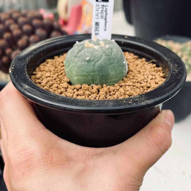 サボテン ロフォフォラ 銀冠玉 実生 M 幅3 5ｃｍ S101v 遊恵盆栽 Yahoo 店 通販 Yahoo ショッピング