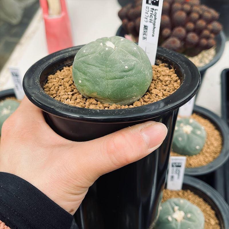 サボテン：ロフォフォラ 銀冠玉 実生*L 幅5ｃｍ :s10183v:遊恵盆栽