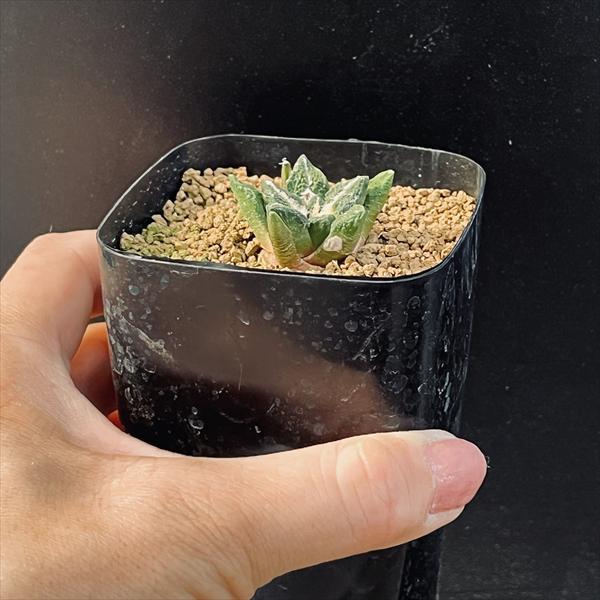 サボテン：アリオカルプス 黒牡丹 実生*M 幅3cm : 遊恵盆栽 Yahoo!店
