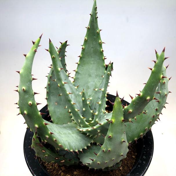 多肉植物：アロエ アクレアータ*幅17cm 現品！一品限り : 遊恵盆栽