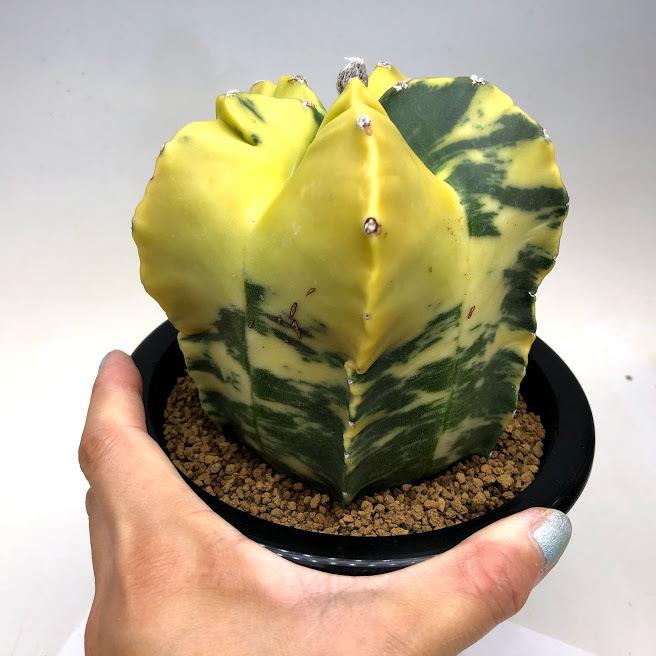 サボテン：アストロフィツム 鸞鳳玉錦 ツギ*幅12cm 現品！一品限り